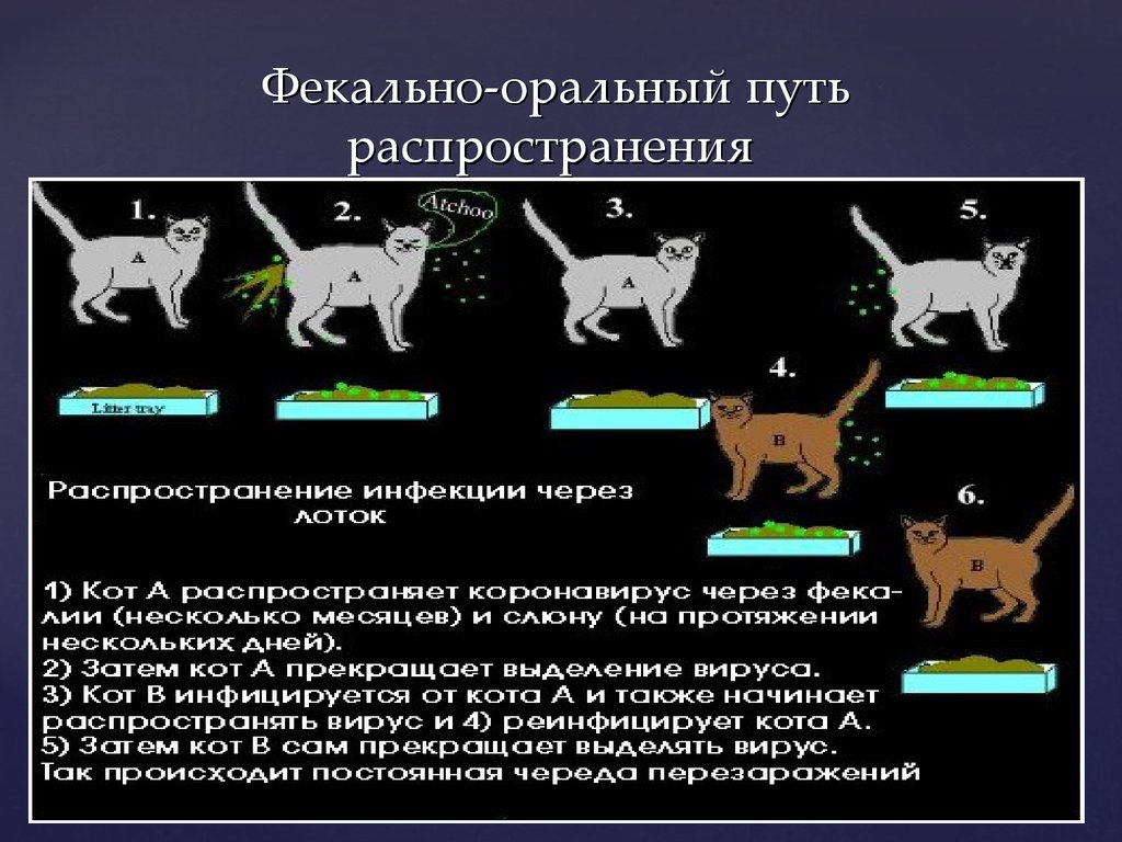 Схемы лечения кошек. Вирусный перитонит у кошек. Вирус инфекционного перитонита кошек. Вирусный перитонит у котят. Возбудитель вирусного перитонита кошек.