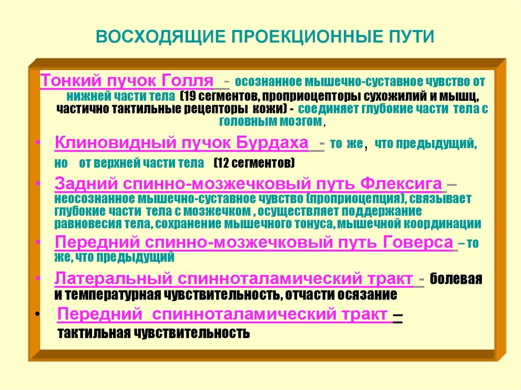 Схемы восходящих и нисходящих проекционных путей