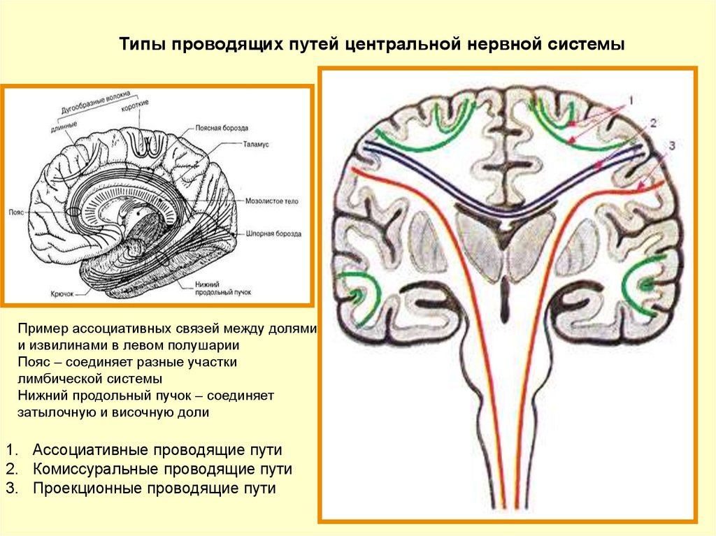 Проводящие системы головного мозга. Проводящие пути ЦНС анатомия схема. Проводящие пути ЦНС ассоциативные комиссуральные. Ассоциативные и комиссуральные пути спинного и головного мозга. Ассоциативные пути головного мозга таблица.