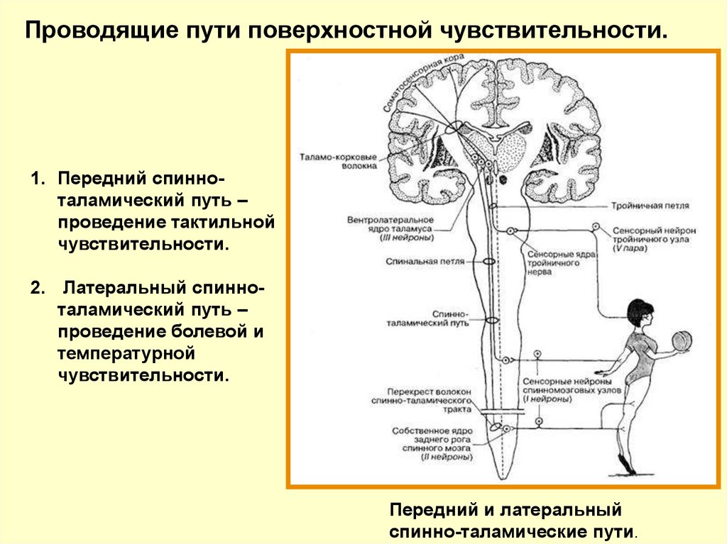 Схема болевой чувствительности