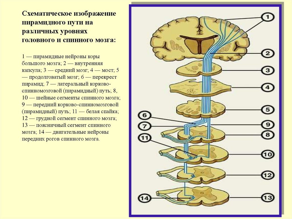 Проводящие системы головного мозга. Головной мозг анатомия пирамидных путей. Пирамидные пути ЦНС. Срез пирамидного пути.