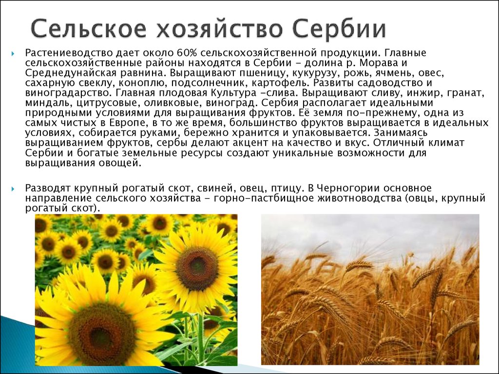 Сельское хозяйство Сербии