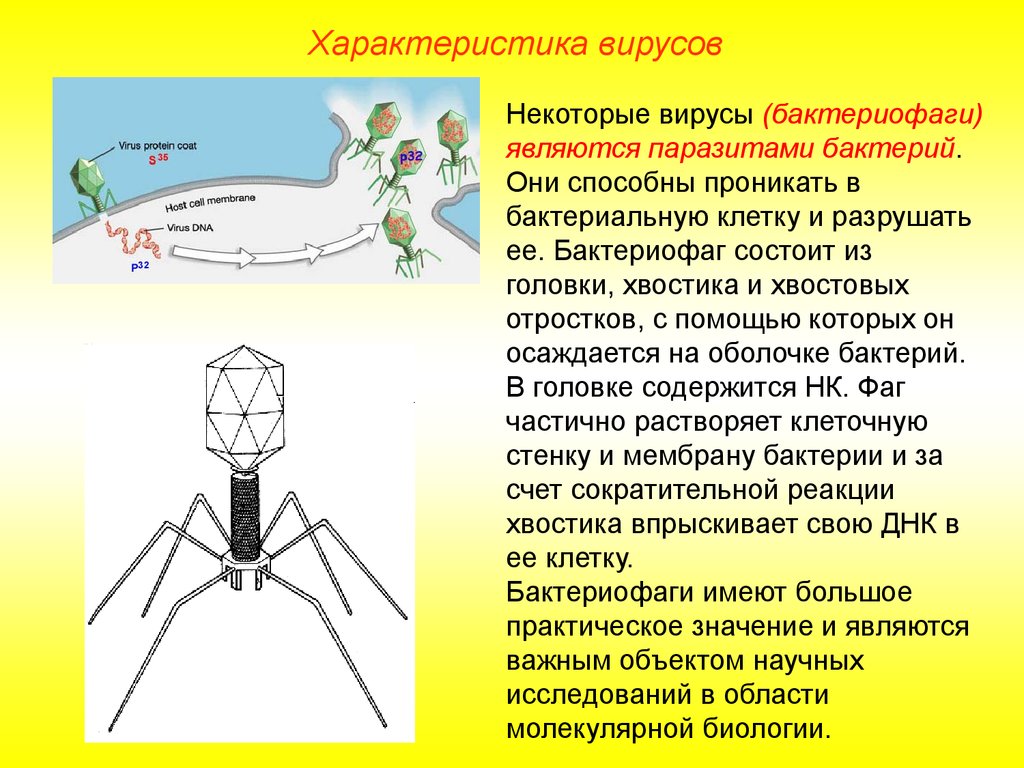 Наследственный аппарат бактериофага. Бактериофаг функции структур. Бактериофаг его основное свойство. Характеристика вируса бактериофага. Характерные свойства бактериофагов.