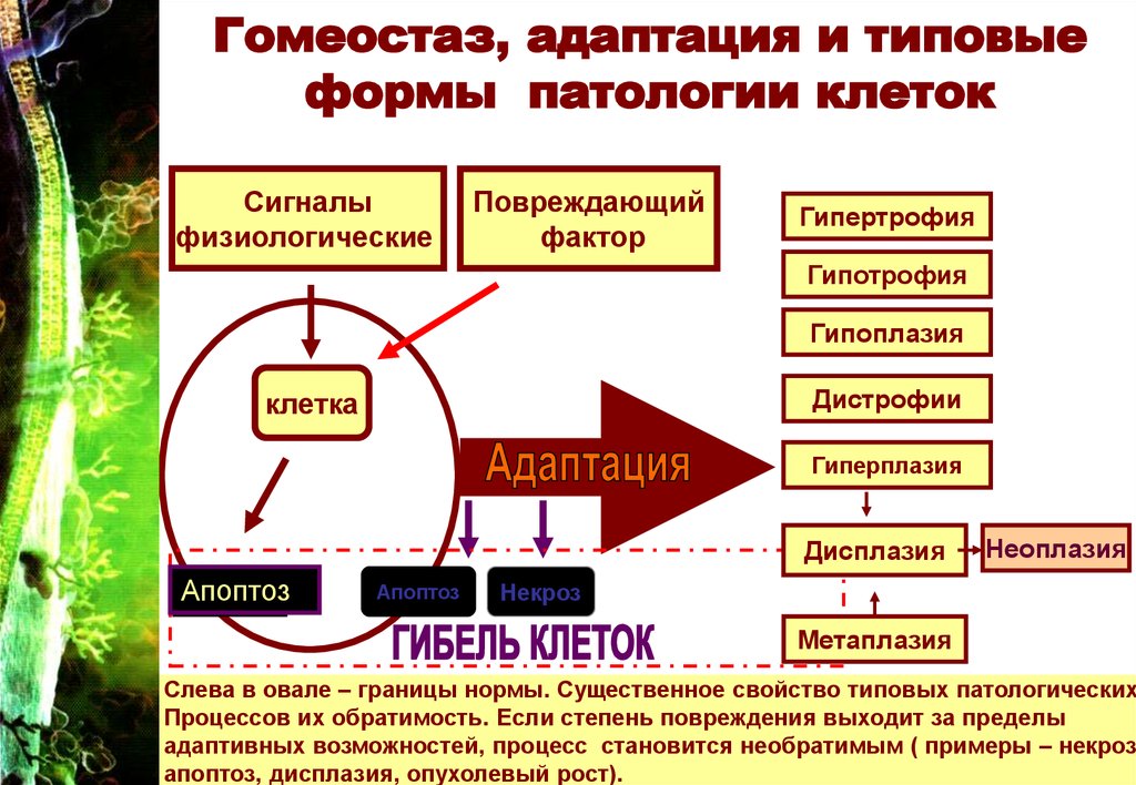 Гомеостаз уровни