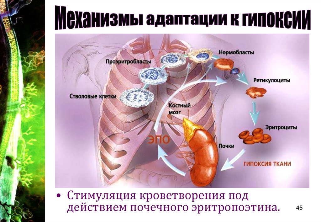 Гипоксии патофизиология презентация