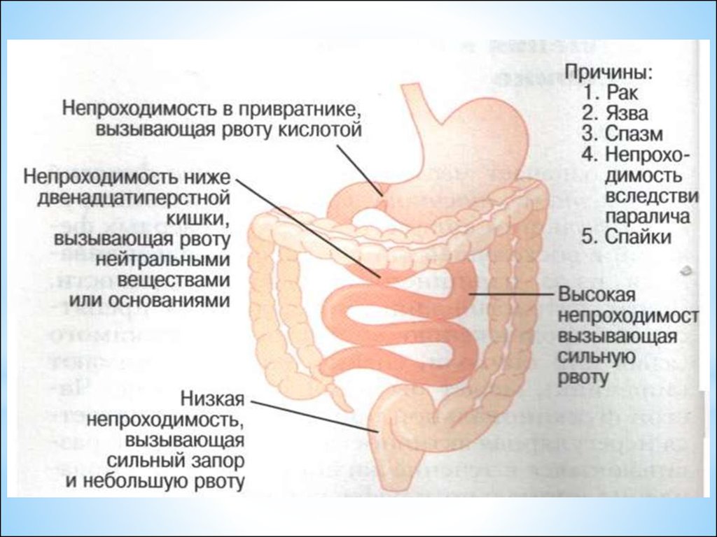 Жкт презентация физиология