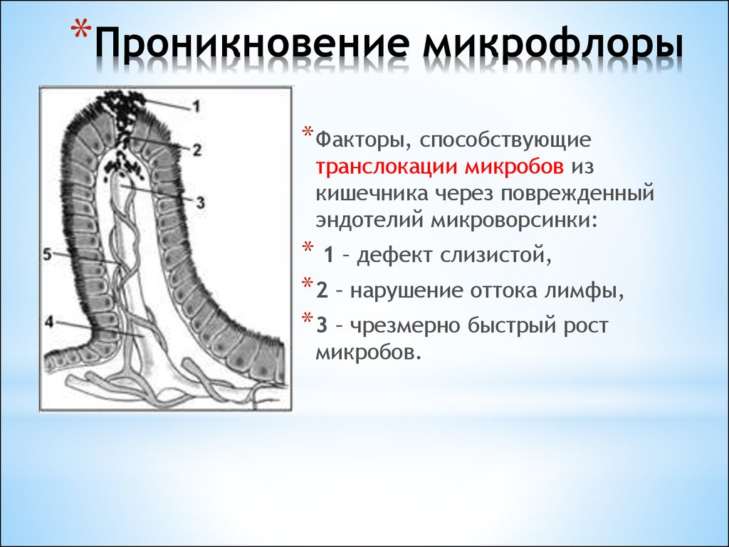 Жкт презентация физиология