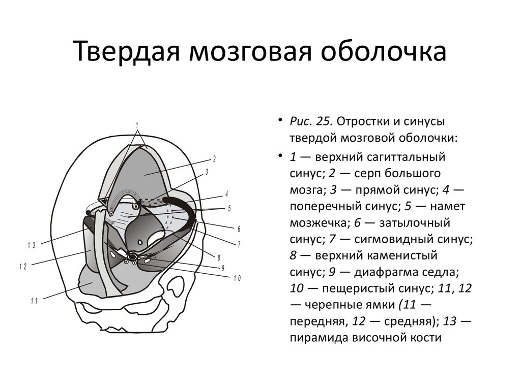 Твердо мозговая оболочка. Синусы и отростки мозговой оболочки. Твердая мозговая оболочка анатомия. Строение твердой оболочки головного мозга. Отростки твердой мозговой оболочки.