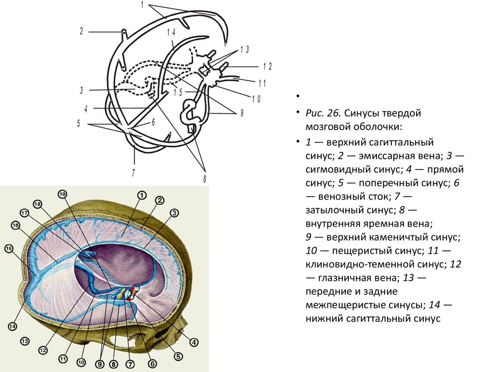Синусы оболочки головного мозга. Синусы твердой оболочки мозга схема. Оболочки головного мозга и синусы твердой мозговой оболочки. Синусы твердой оболочки головного мозга анатомия. Сагиттальные синусы твердой мозговой оболочки.