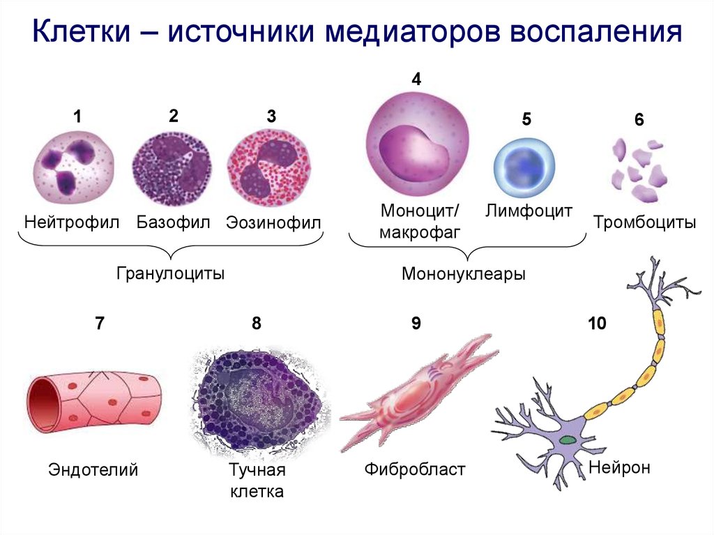 Макрофаги 1 3. Макрофаги, фагоциты, лимфоциты. Гранулоциты макрофаги лейкоциты. Клетки хронического воспаления. Схема клетки макрофага.