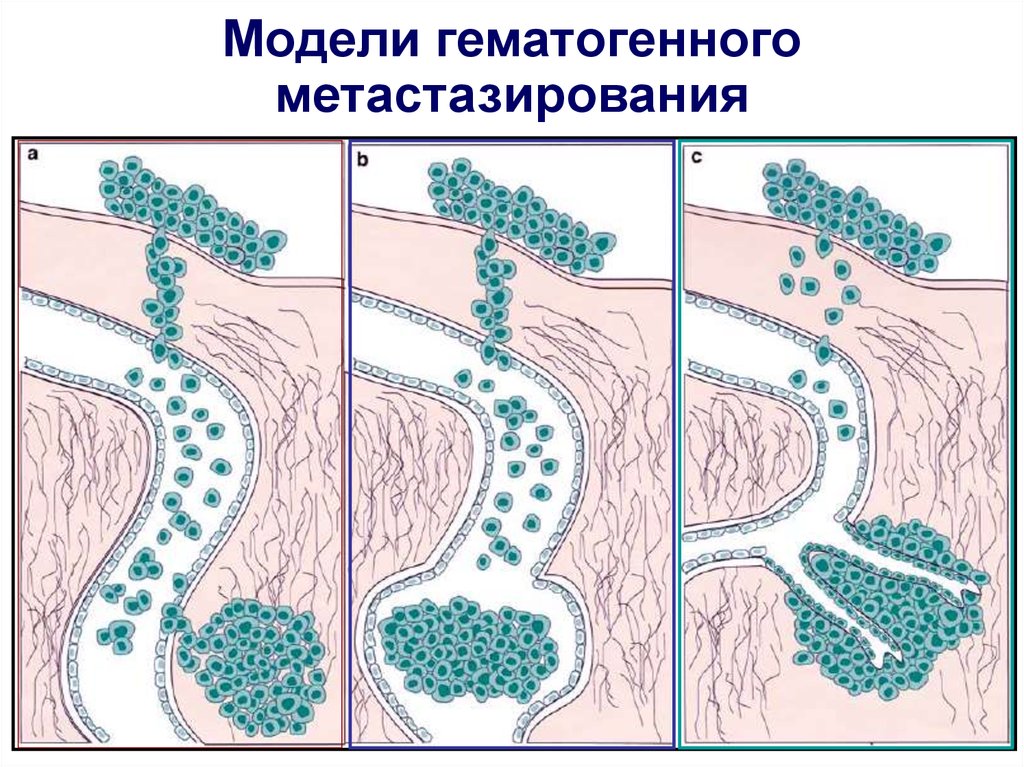 Мышиная лихорадка презентация