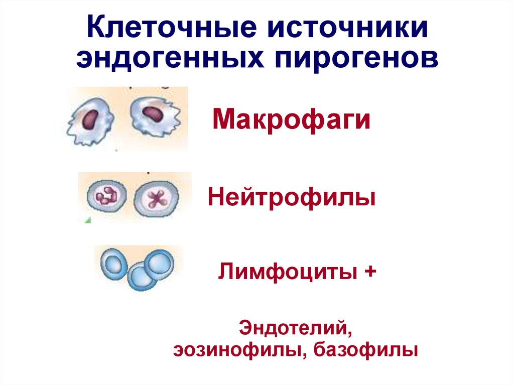 Источники клеток. Макрофаги нейтрофилы базофилы эозинофилы. Макрофаги нейтрофилы фагоциты. Микрофани нейтрофилы базофилы. Макрофаги и нейтрофилы разница.