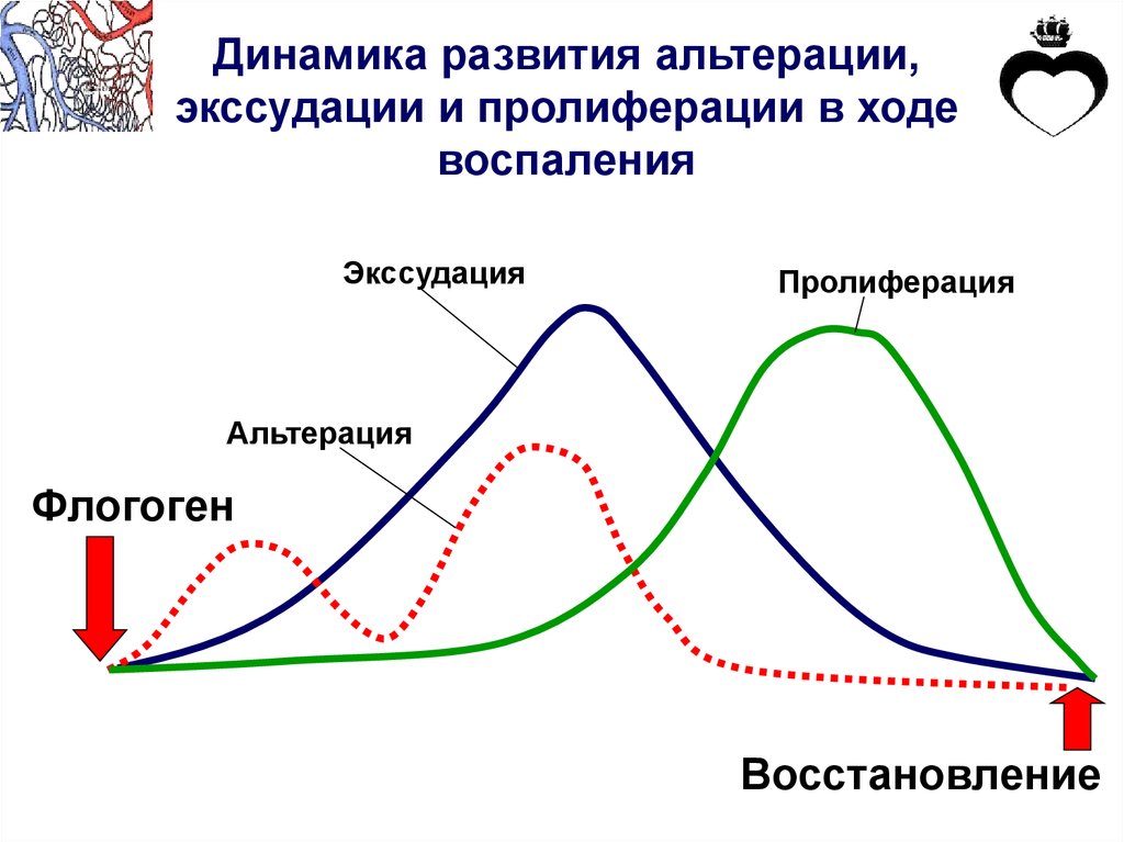 Динамика формирования. Схема динамики воспалительного процесса. Воспаление альтерация экссудация пролиферация. 3 Стадии воспаления альтерация экссудация пролиферация. Фазы воспаления альтерация экссудация пролиферация.