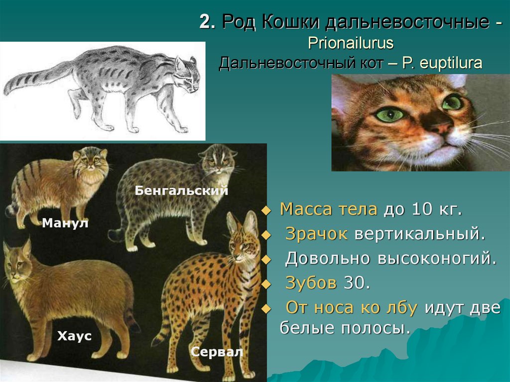 Презентация виды котов