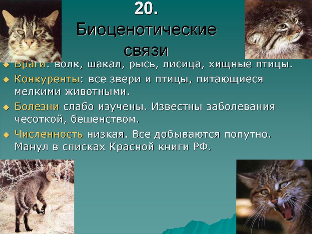 Биология кошек. Биоценотические связи. Биоценотические адаптации. Биоценотические связи примеры. Биоценотические связи это в биологии.