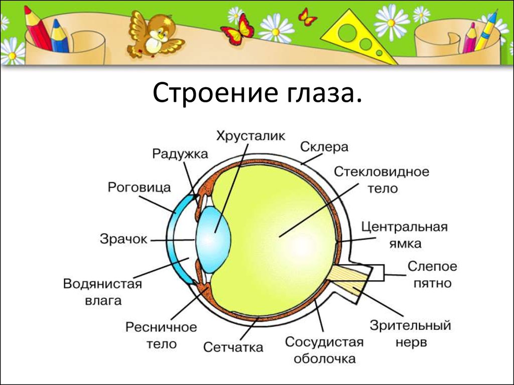 Что такое зрительный анализатор. Строение анализатора глаза. Зрительный анализатор строение и функции анатомия. Строение зрительного анализатора животных анатомия. Зрительный анализатор строение глаза.