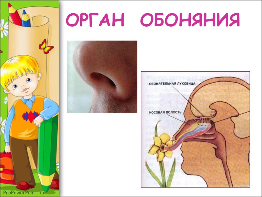 Организм обоняния. Орган обоняния для детей. Нос орган обоняния для детей. Органы чувств человека нос. Строениенаса для дошкольников.