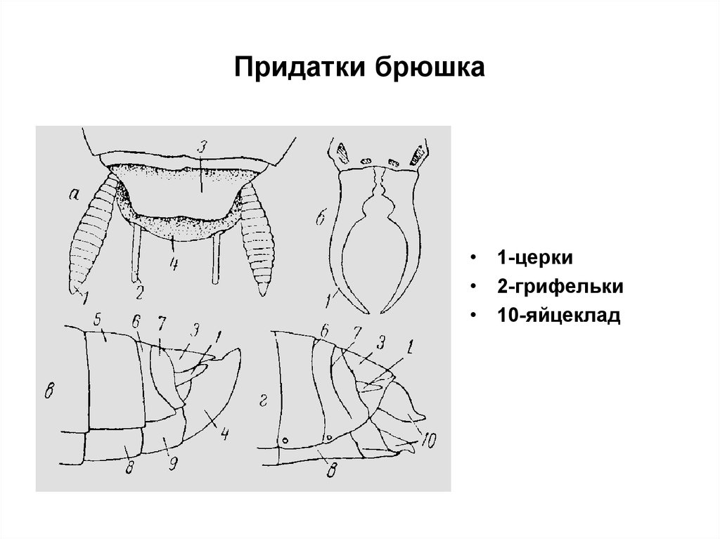 Брюшко