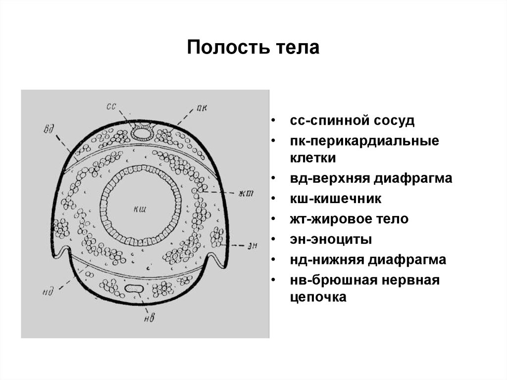 4 полости тела. Полости тела. Полости тела схема. Полости тела животных. Образование полости тела.