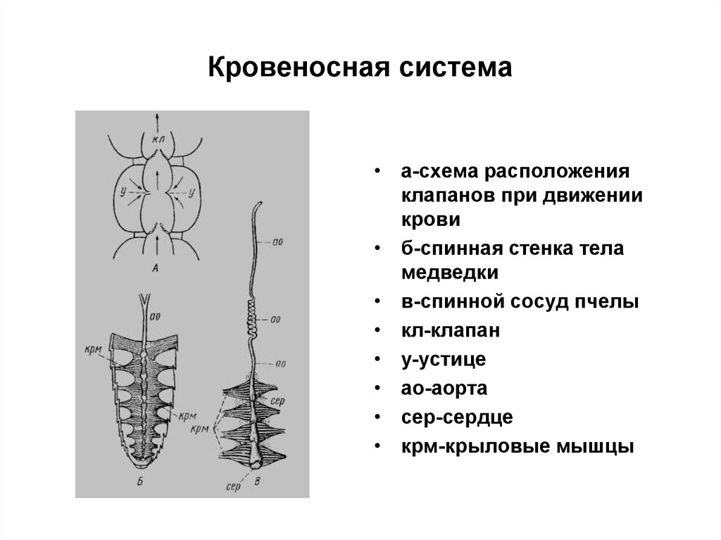 Рассмотрите схему строения кровеносной системы пчелы имеют ли пчелы смысл понятия