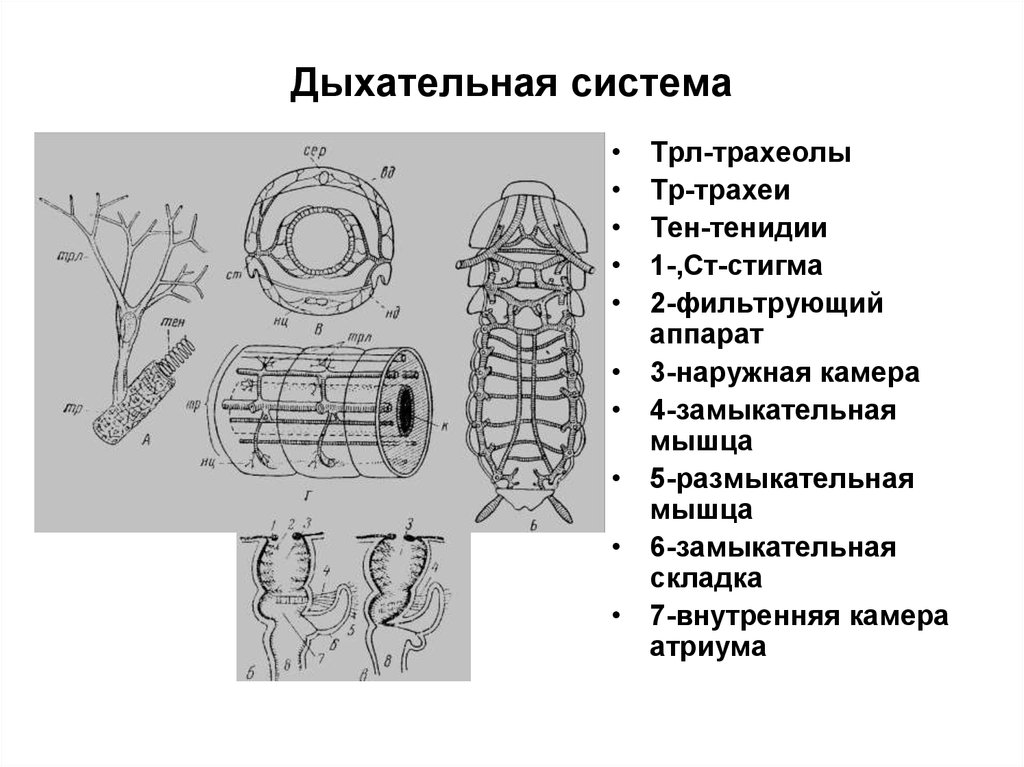 Дыхательная система