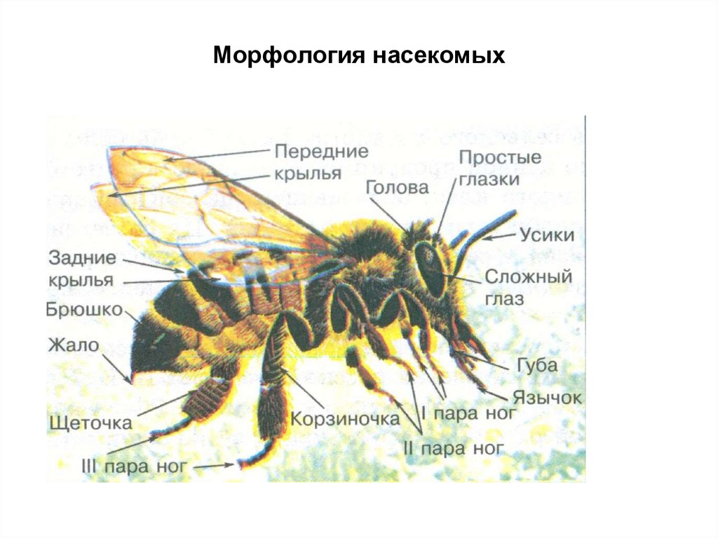 Наука изучающая насекомых. Строение насекомого энтомология. Морфология насекомых. Наружная морфология насекомых. Морфология и анатомия насекомых.