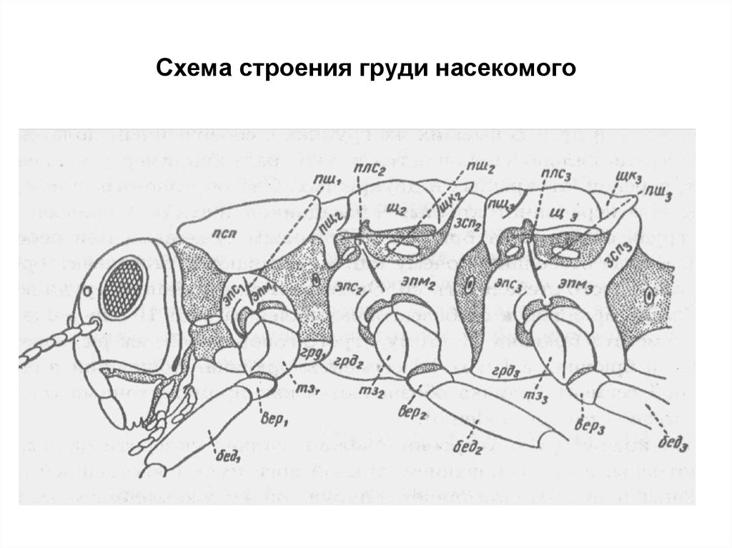 Схема строения груди насекомого