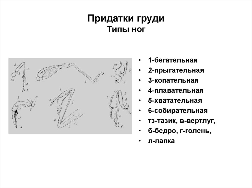 Придатки груди Типы ног