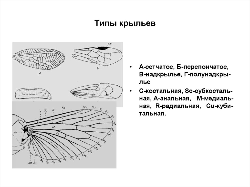 Тип крыла. Типы жилкования крыльев насекомых. Типы жилкования крыльев Жуков. Схема жилкования крыла насекомого. Крылья насекомых с сетчатым жилкованием.