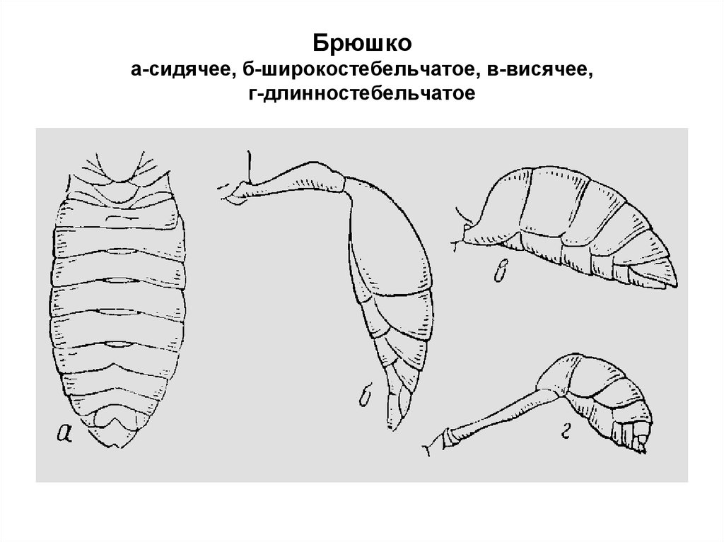 Личинка клопа рисунок