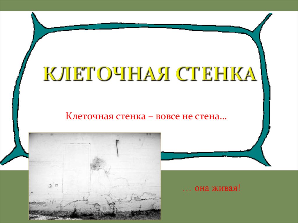 Стенка клетки. Клеточная стенка это в биологии. Клеточная стенка определение. Стенка из целлюлозы. Полимеры клеточной стенки растений.