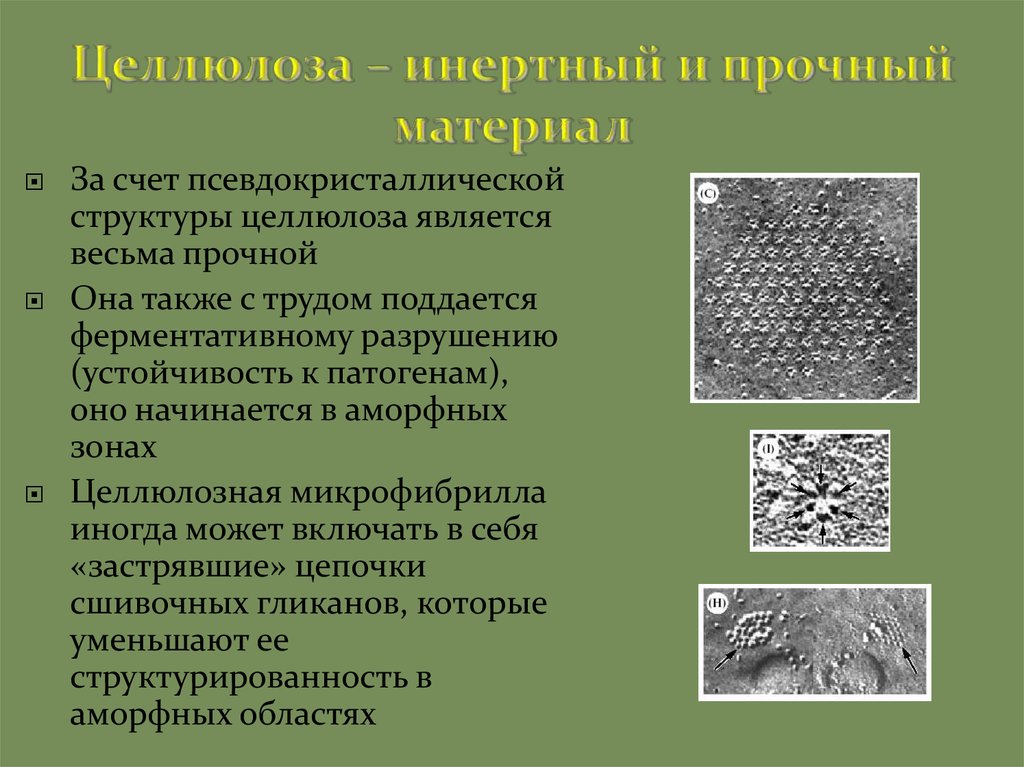 Клеточная стенка состоит из целлюлоза. Пористая структура из целлюлозы. Целлюлозная стенка. Клеточная стенка из целлюлозы.