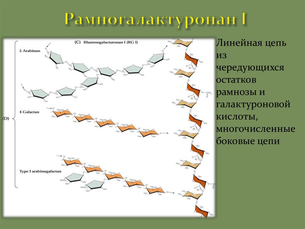 Линейная цепь. Рамногалактуронан. Рамногалактуронан II. Рамногалактуронан химическая структура.
