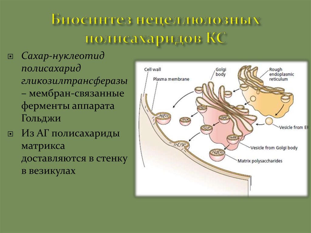 Гольджи ферменты. Полисахарид в растительной клетке это. Синтез полисахаридов для формирования клеточной стенки. Полисахариды клеточной стенки. Биосинтез полисахаридов растений.