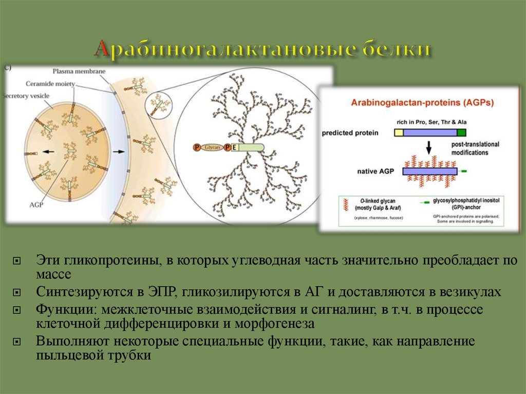 Белки клеточной стенки