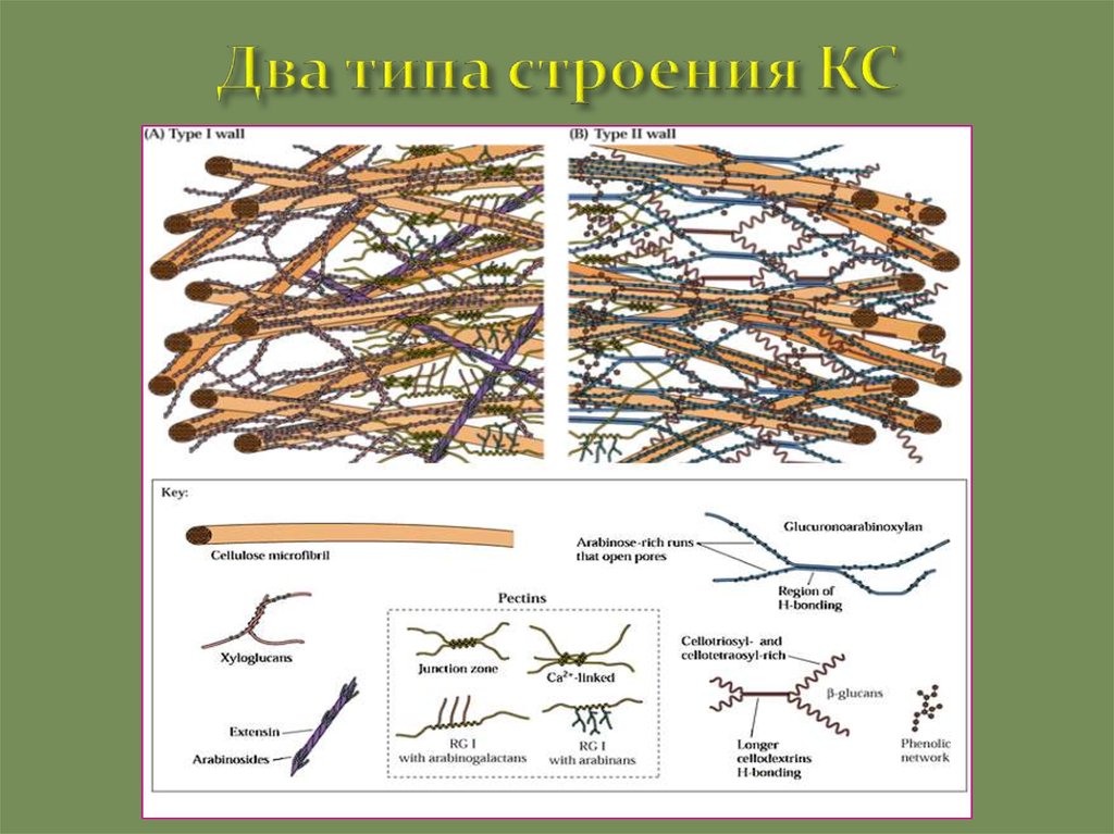 Для каких клеток характерна стенка. Одревеснение клеточной стенки. Кутинизация клеточной стенки. Одревеснение клеточных стенок характерно для. Одревеснение клеток что это.