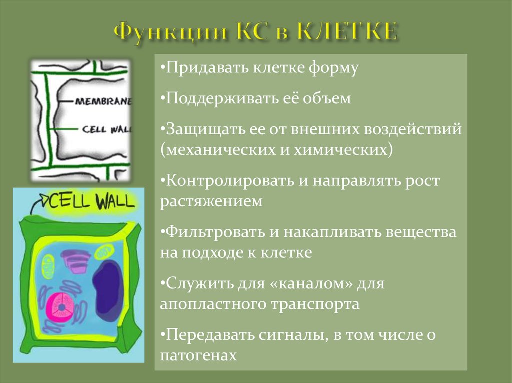 Клеточная стенка 5 класс. Структура и функции клеточной стенки растительных клеток. Функции клетки растения. Формы растительных клеток.
