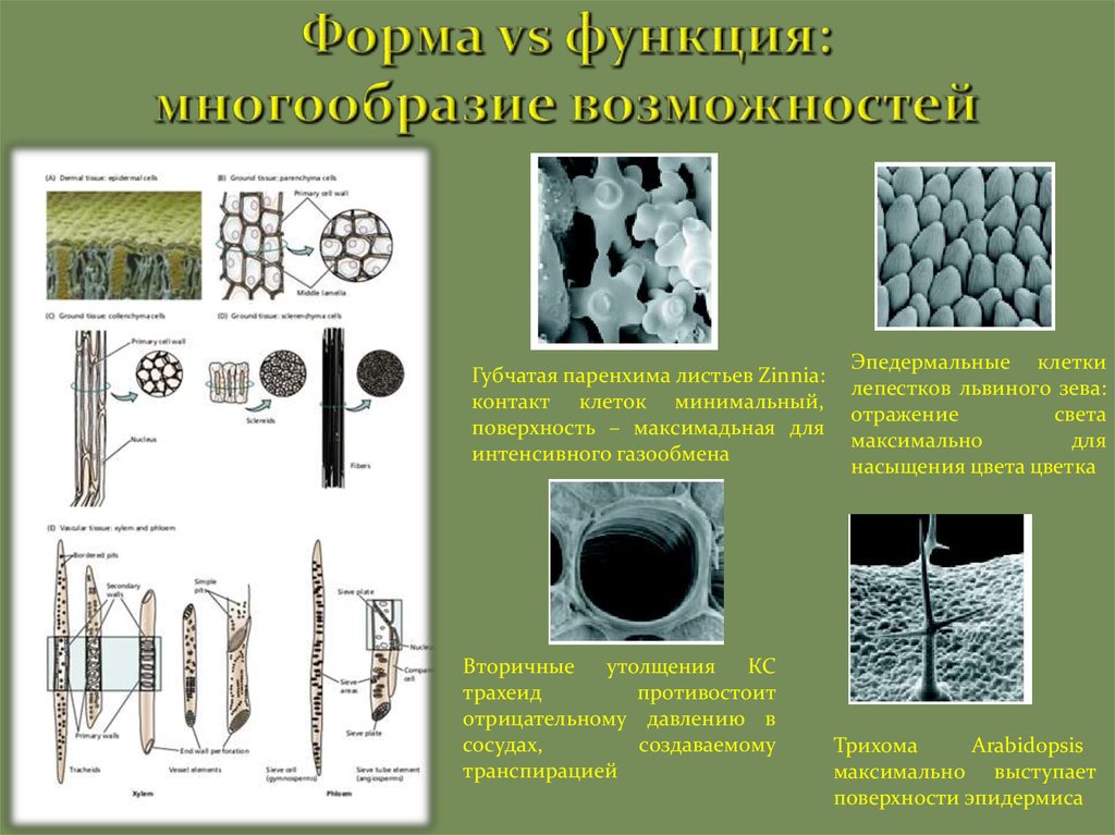 Минимальная клетка. Губчатая паренхима листа. Губчатая паренхима функции. Губчатая форма клеток. Зубчатая паренхима листа функции.