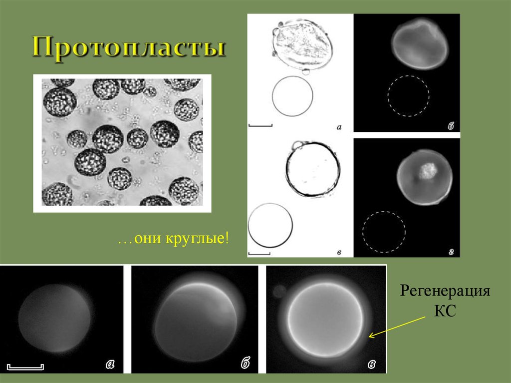 Протопласт. Протопласты. Растительный протопласт. Протопласты это микроорганизмы. Протопласт строение.