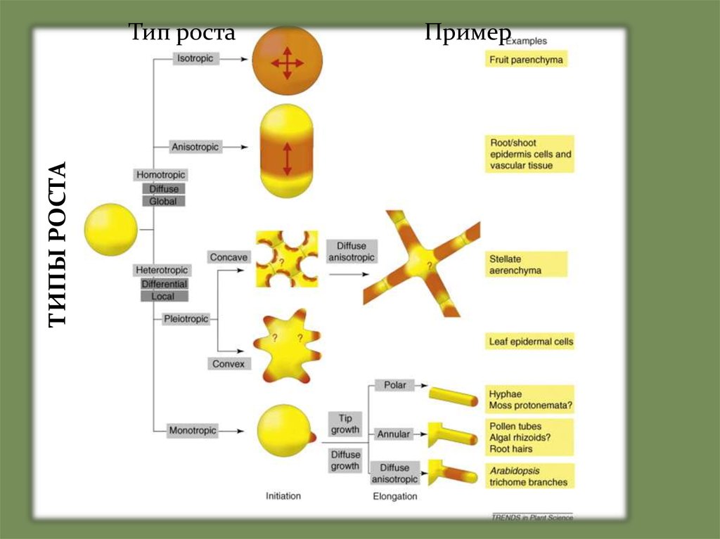 Тип ростов. Виды роста клеток. Виды роста биология. Типы роста. Типы роста с примерами.