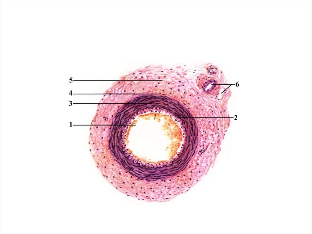 Срез сосуда. Строение стенки сосуда гистология. Артерия и Вена мышечного типа гистология препарат. Артерия мышечного типа препарат гистология. Артерия мышечно-эластического типа препарат.