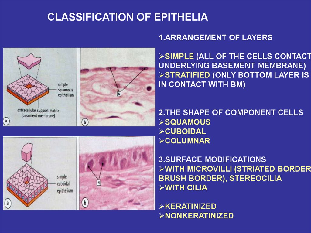 Tissues. The histophysiology of the epithelial tissue - презентация онлайн