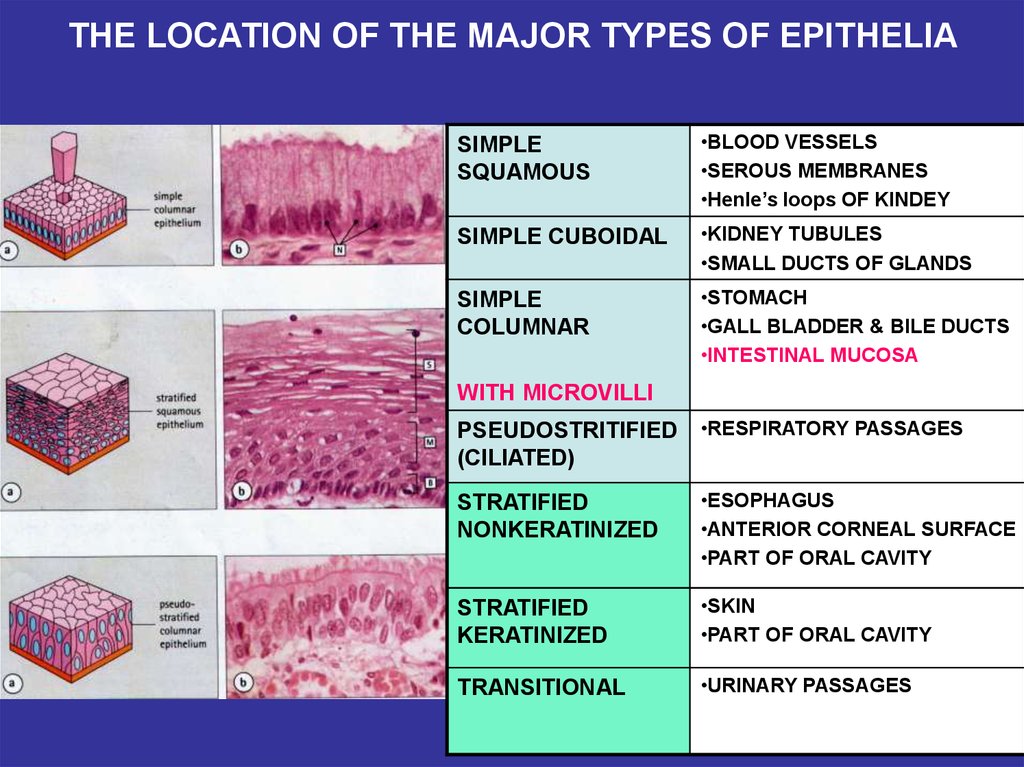 Tissues. The histophysiology of the epithelial tissue - online presentation