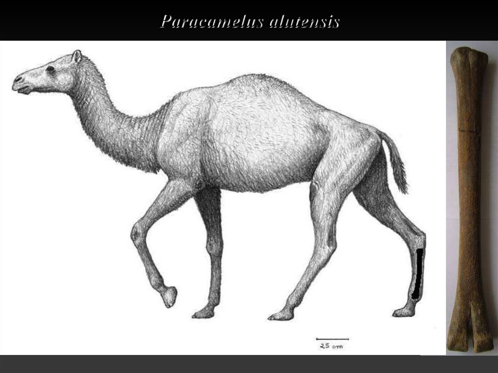 Paracamelus alutensis