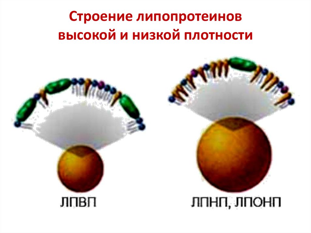 Ареалы высокой и низкой плотности