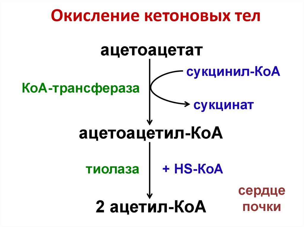 Схема окисления ацетил коа до углекислого газа и воды