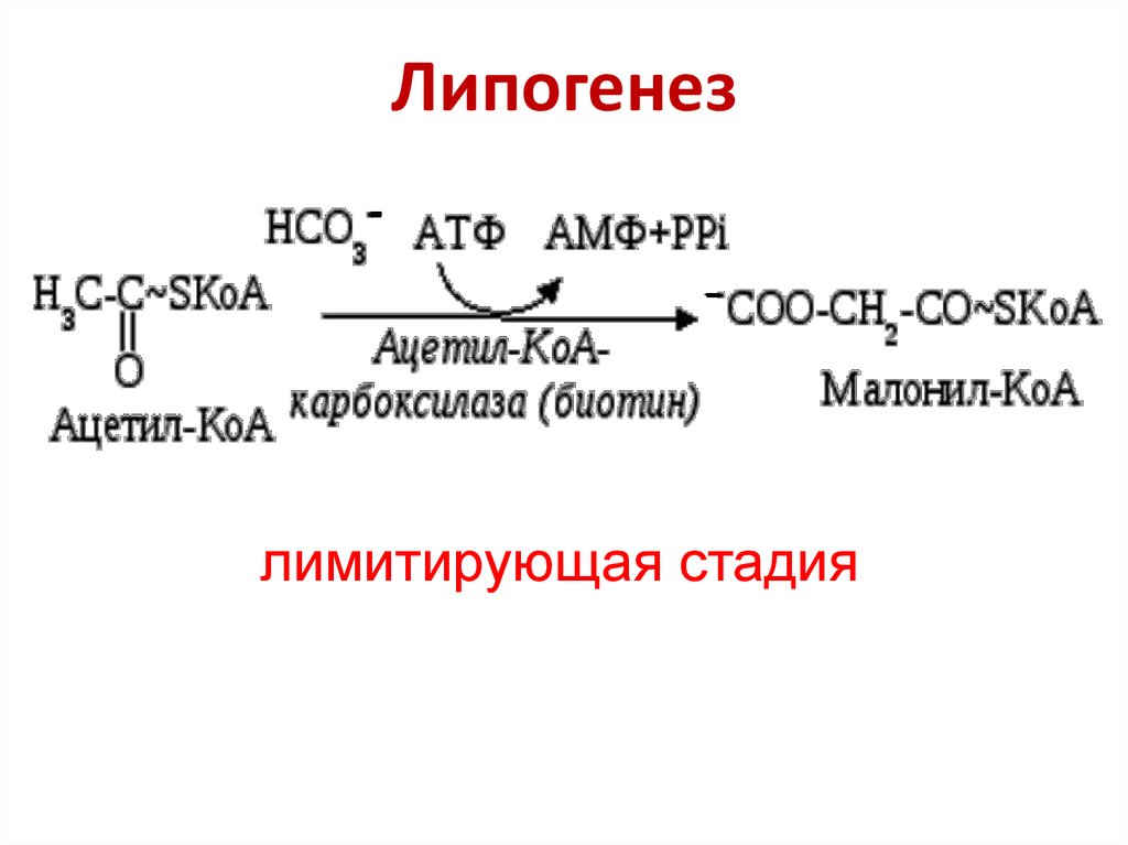 Синтез собственных жиров