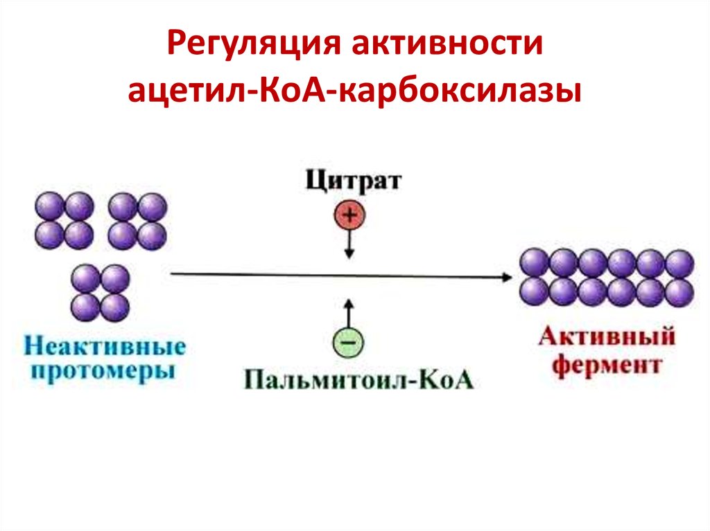 Уровни регуляции ферментов