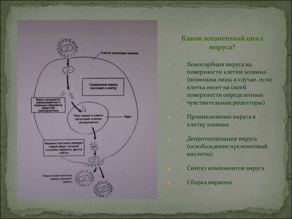 Последовательность жизненного цикла вирусов. Каков жизненный цикл вируса?. Жизненный цикл вируса биология.