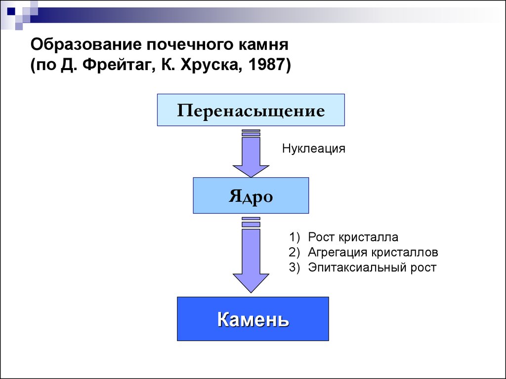 Образование почки